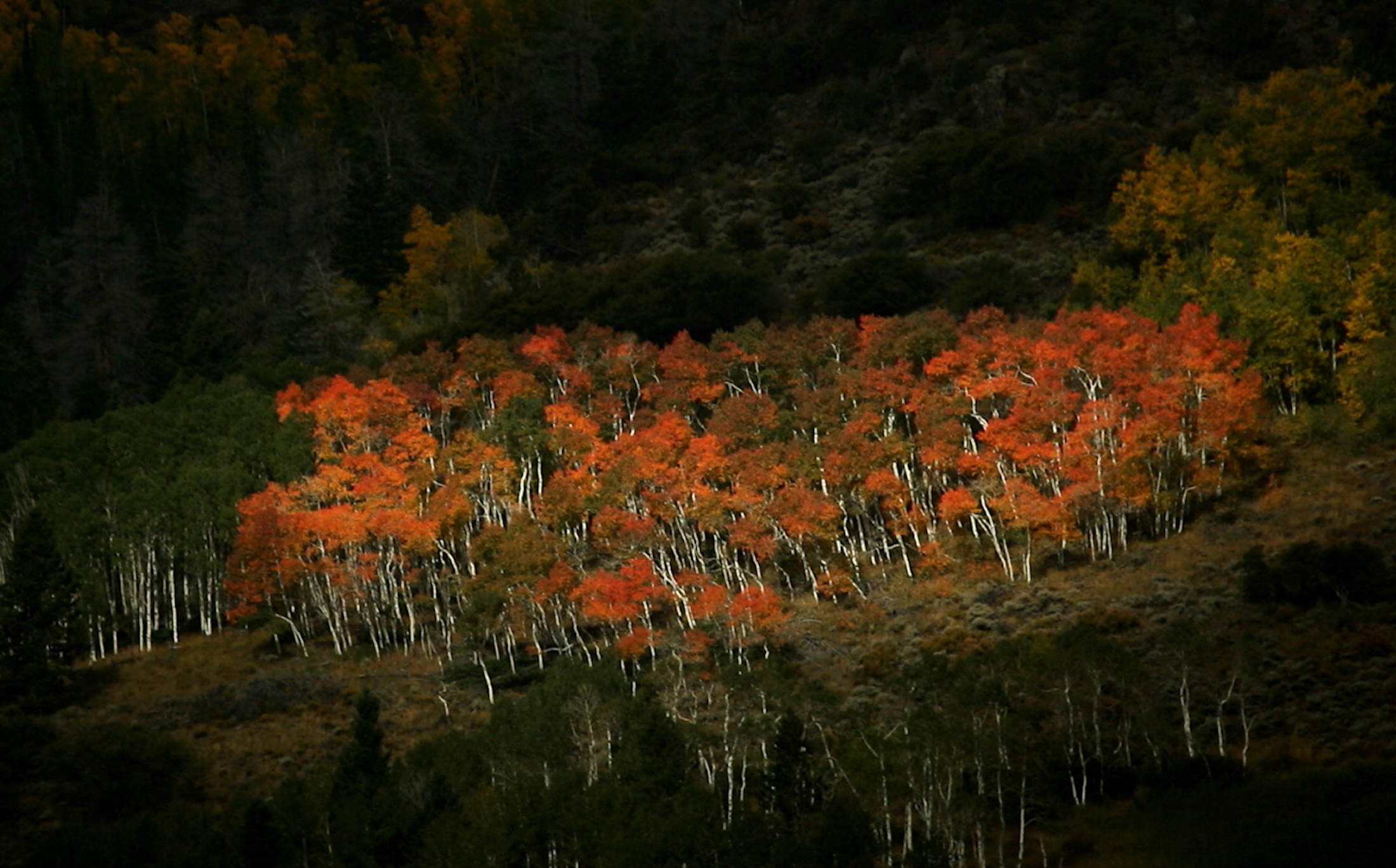 Quaking Aspen, Utah, Autumn